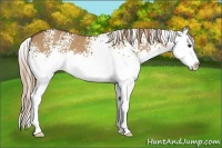 Horse Color:White Spotted Red Dun Sabino Splash 
