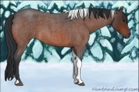 Horse Color:Bay Roan Tobiano