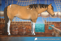 Horse Color:Buckskin Tobiano 
