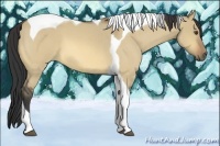 Horse Color:Buckskin Roan Dun Tobiano