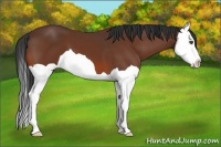 Horse Color:Bay Splash 