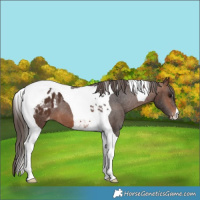 Horse Color:Brown Tobiano Blanket