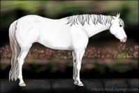 Horse Color:Bay Tobiano Appaloosa