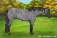 Horse Color:Smoky Blue Roan 