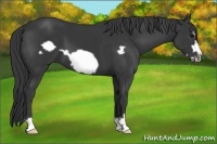 Horse Color:Black Frame 