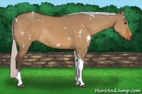 Horse Color:White Spotted Silver Bay Dun Tobiano