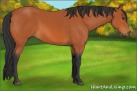 Horse Color:Unknown 