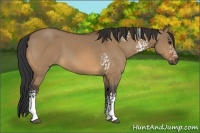 Horse Color:White Spotted Bay Dun 
