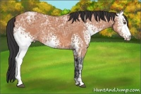 Horse Color:White Spotted Bay Ice