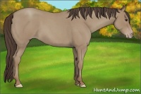 Horse Color:Classic Champagne Roan