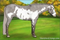 Horse Color:Silver Blue Roan Splash Frame 