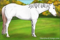 Horse Color:Bay Dun Tobiano Appaloosa