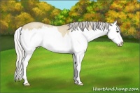 Horse Color:Silver Buckskin Roan Dun Splash