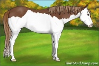 Horse Color:Chestnut Splash 
