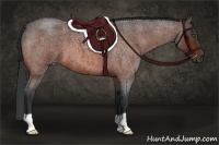 Horse Color:Bay Roan 