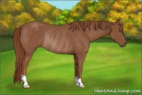 Horse Color:Chestnut Rabicano