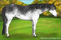 Horse Color:White Spotted Black