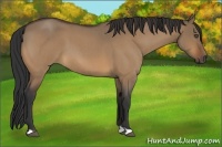 Horse Color:Bay Roan Dun 