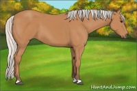 Horse Color:Silver Bay 