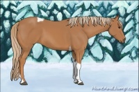 Horse Color:Chestnut Tobiano 