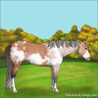 Horse Color:White Spotted Bay Roan Frame Rabicano 