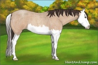 Horse Color:Amber Champagne Roan Splash