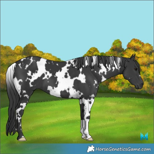 Horse Color:White Spotted Black 
