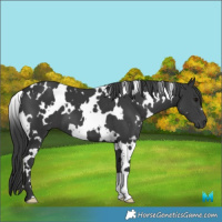 Horse Color:White Spotted Black 