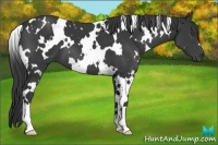 Horse Color:White Spotted Black