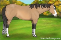 Horse Color:Buckskin Splash 