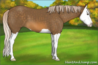 Horse Color:Chocolate Palomino Splash