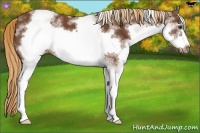 Horse Color:White Spotted Chestnut Sabino Frame 
