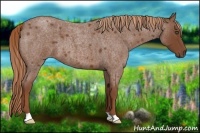 Horse Color:Red Roan 