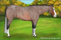 Horse Color:Bay Roan Splash