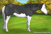 Horse Color:Smoky Black Splash