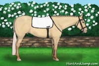Horse Color:Silver Amber Champagne Dun Frame 