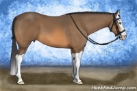 Horse Color:Buckskin Splash 