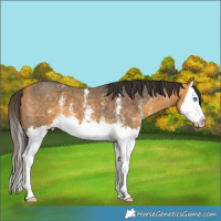 Horse Color:Buckskin Sabino Splash