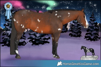 Horse Color:White Spotted Brown Splash Rabicano