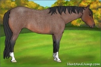 Horse Color:Bay Roan