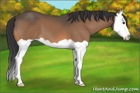 Horse Color:Buckskin Splash 