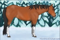 Horse Color:Bay Tobiano 