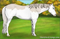 Horse Color:Smoky Creme Splash 