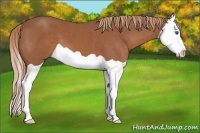 Horse Color:Chestnut Splash 