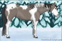 Horse Color:Grullo Splash Tobiano 