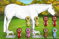 Horse Color:Gray Buckskin Splash 