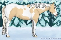 Horse Color:Gold Cream Champagne Splash Tobiano