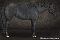 Horse Color:Black  Brindle