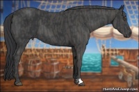 Horse Color:Black  Brindle