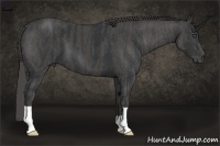 Horse Color:Black  Brindle